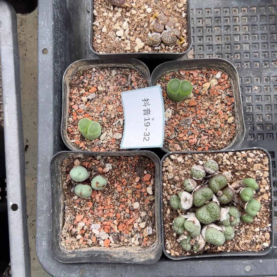 19-32肉锥多肉植物
