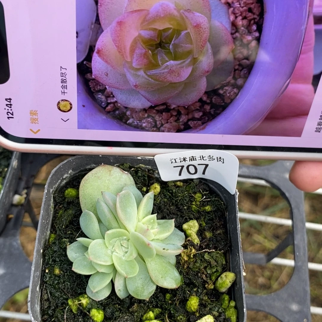 标707甜心852一个