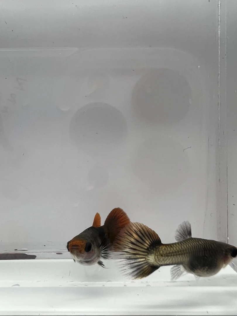 深海蓝玻璃猫野生色【开箱视频报损 入缸不包损 请2小时内签收】
