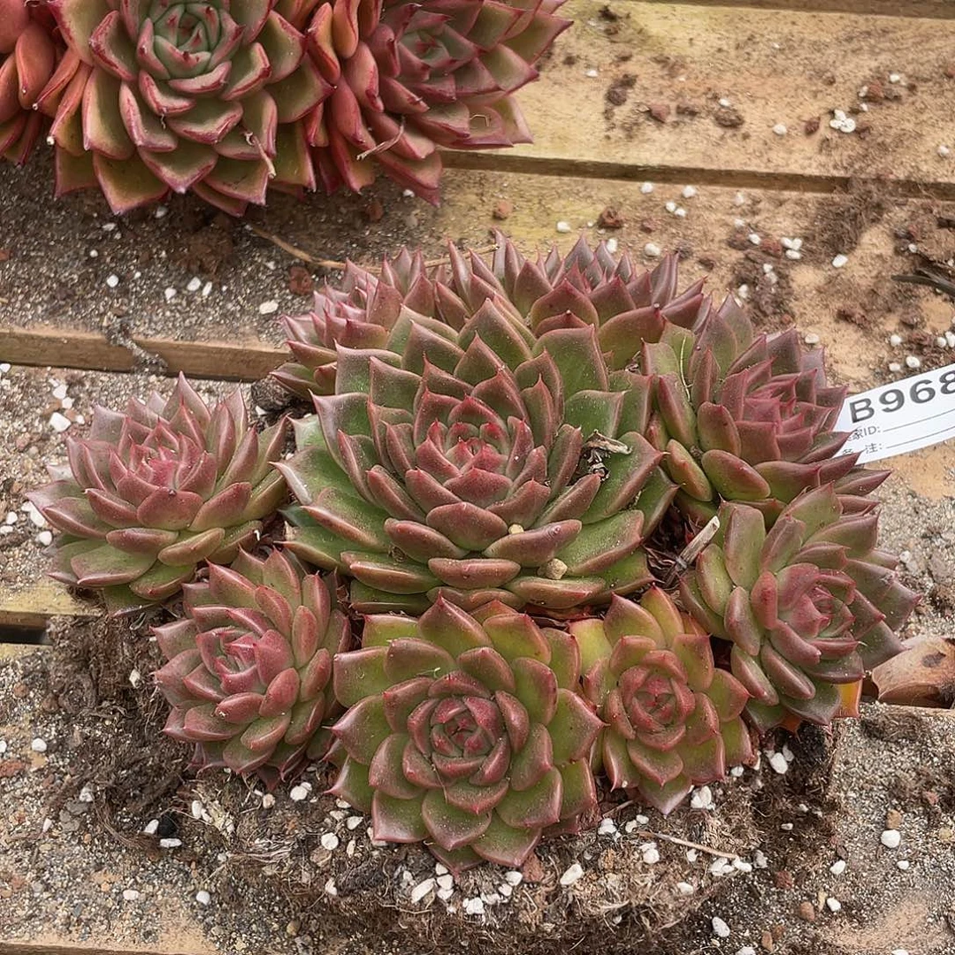 若如东云单拍B968