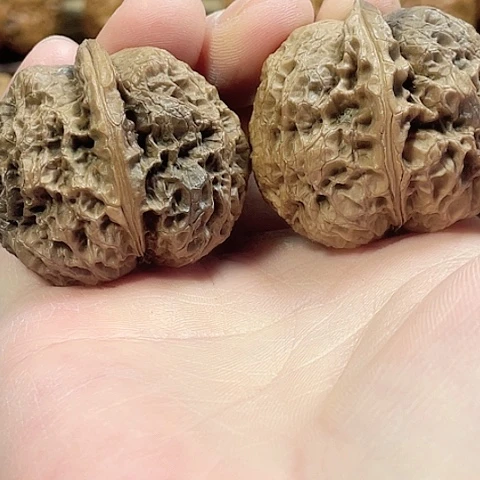 文玩核桃把件枯木蟾带彩差克重40
