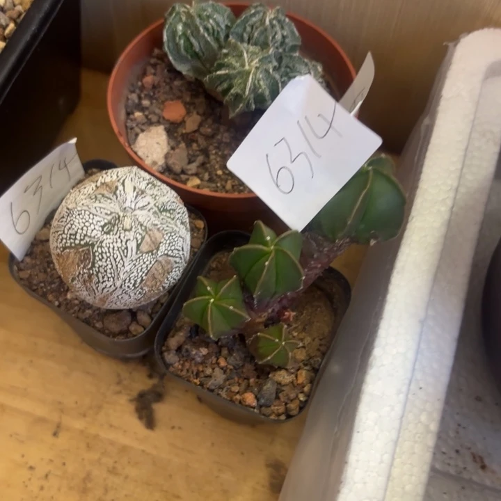 实生仙人球如图三颗品相自观如图