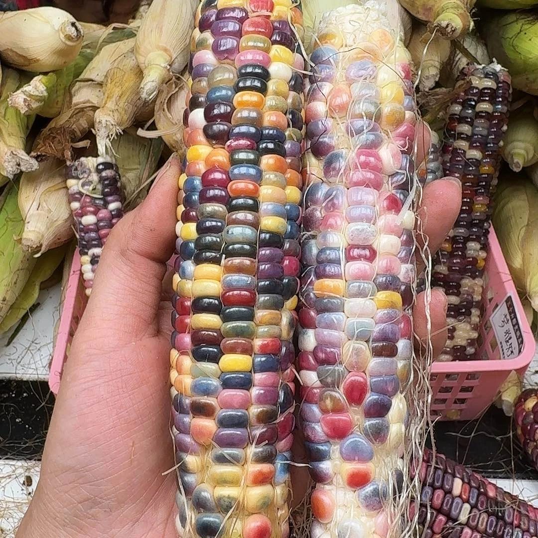 梦***婷梦之城文玩玉米，梦宝一号