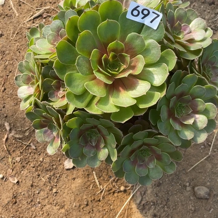 无花朵697多肉植物黑膜