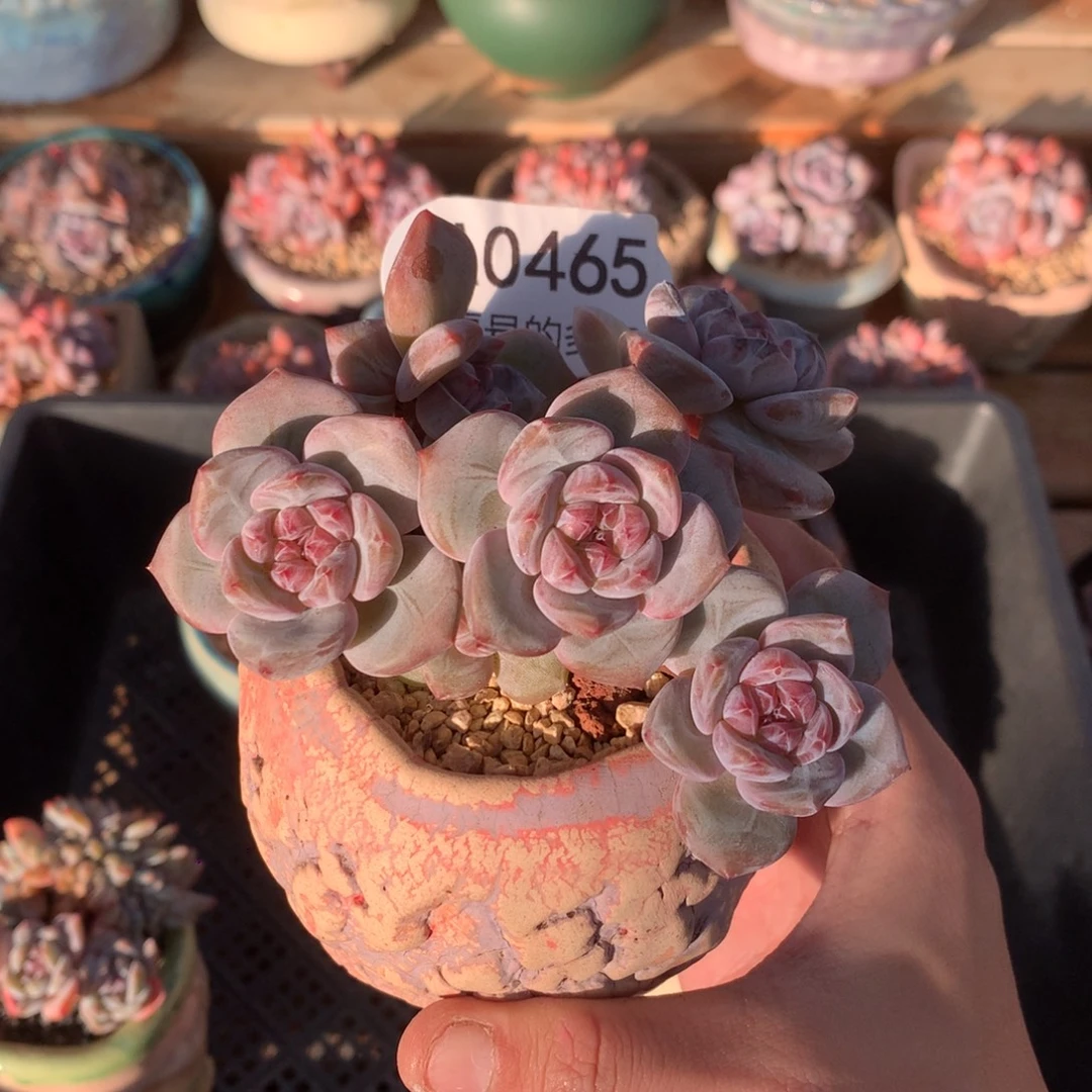 A0465 突尼斯小树 双砍福利 有砍 10cm