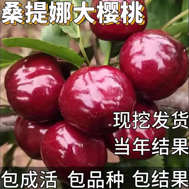 正宗车厘子大樱桃 科迪亚 桑提娜 适合南北方种植 阳台地栽庭院