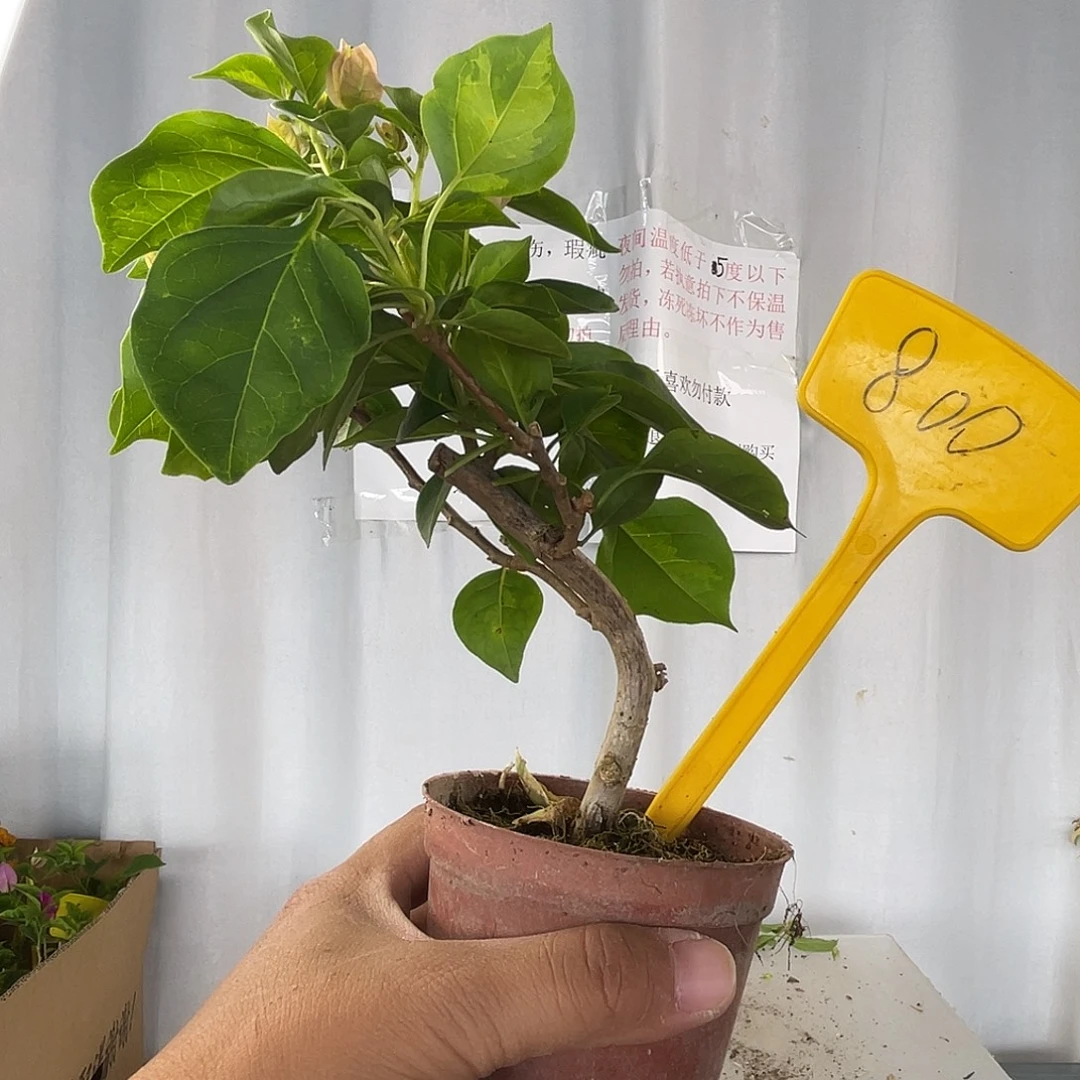 当前无花栽培后可以开花800掌中宝暗斑丽人
