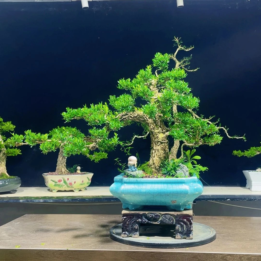 黄杨盆景四季常青