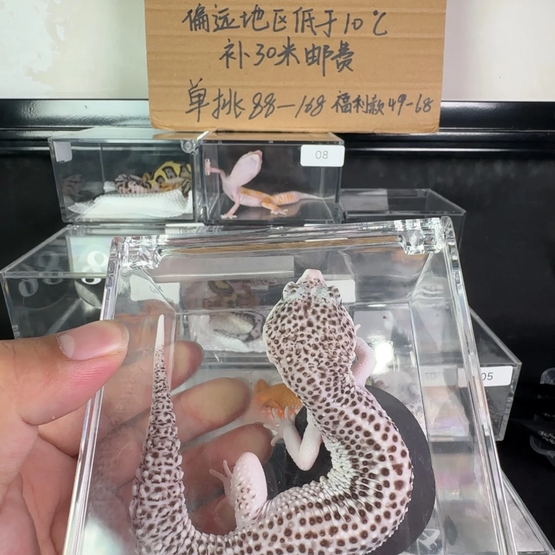 豹纹守宫银河弟弟成体