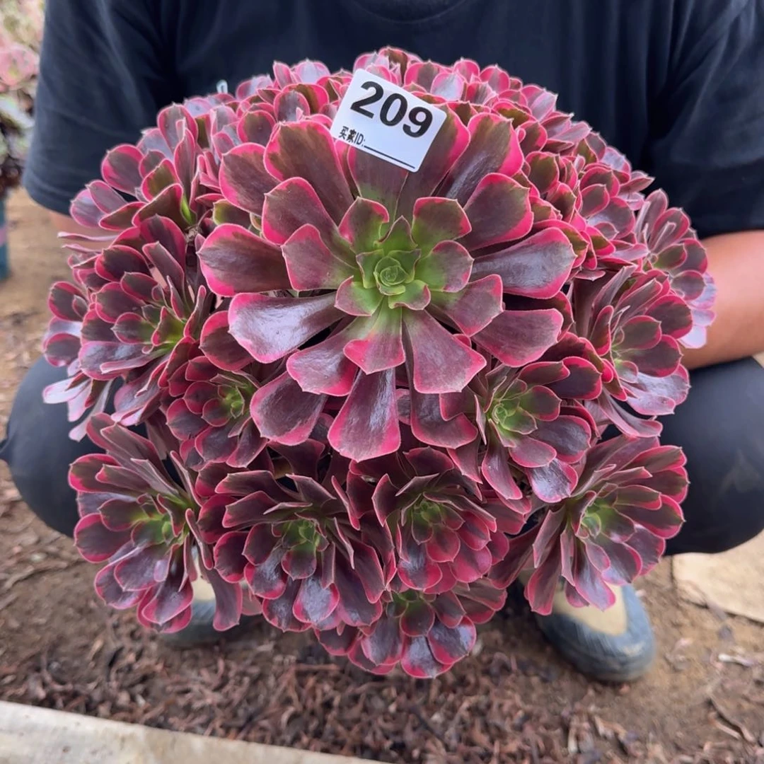 209凤冠多肉植物