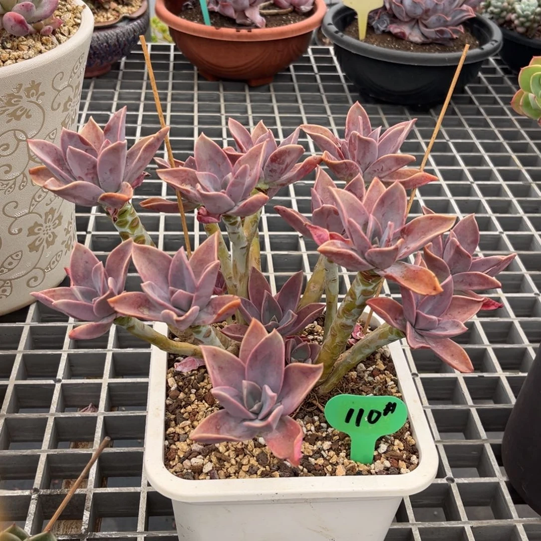 小雨多多肉太妃糖一号