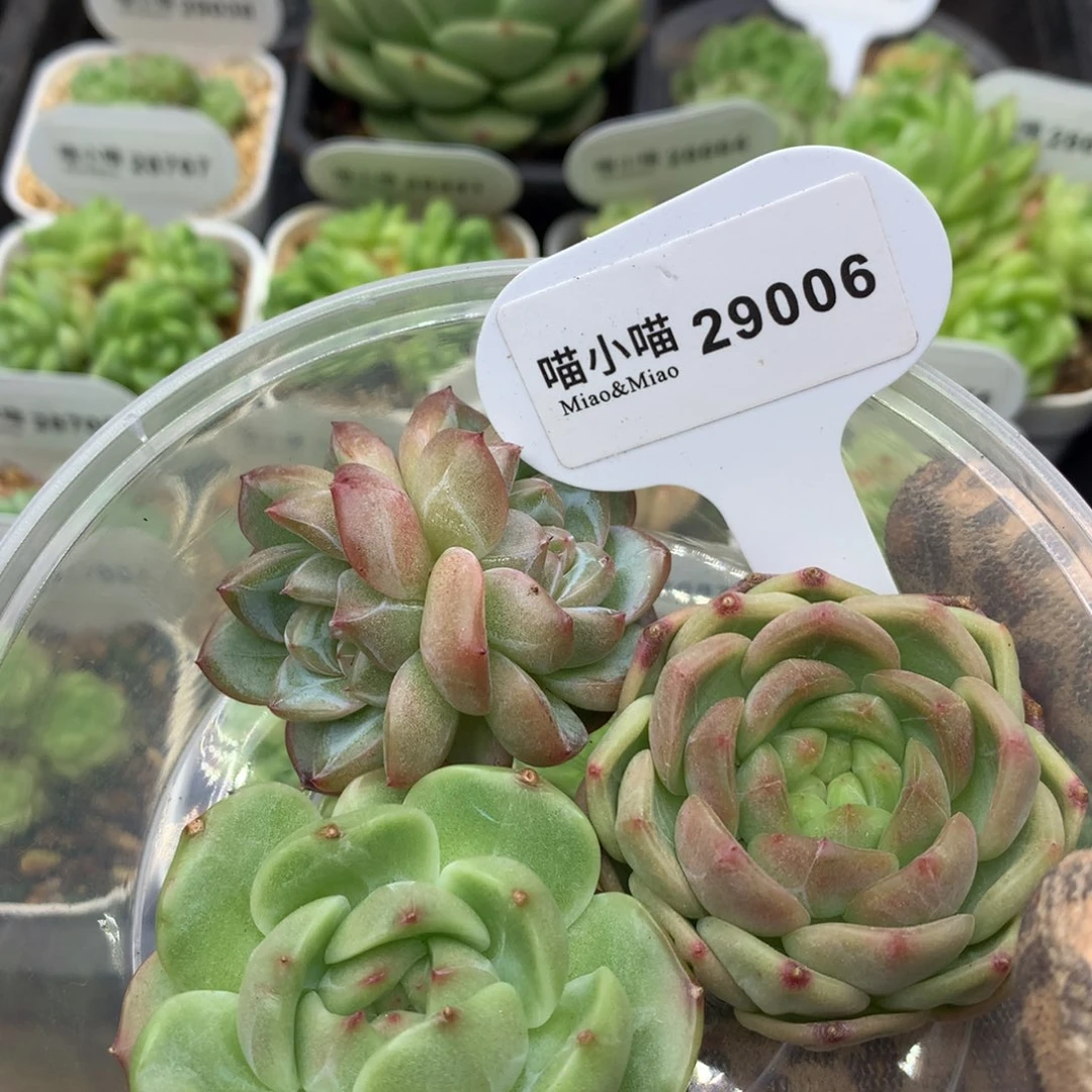 多肉植物东云珍妮