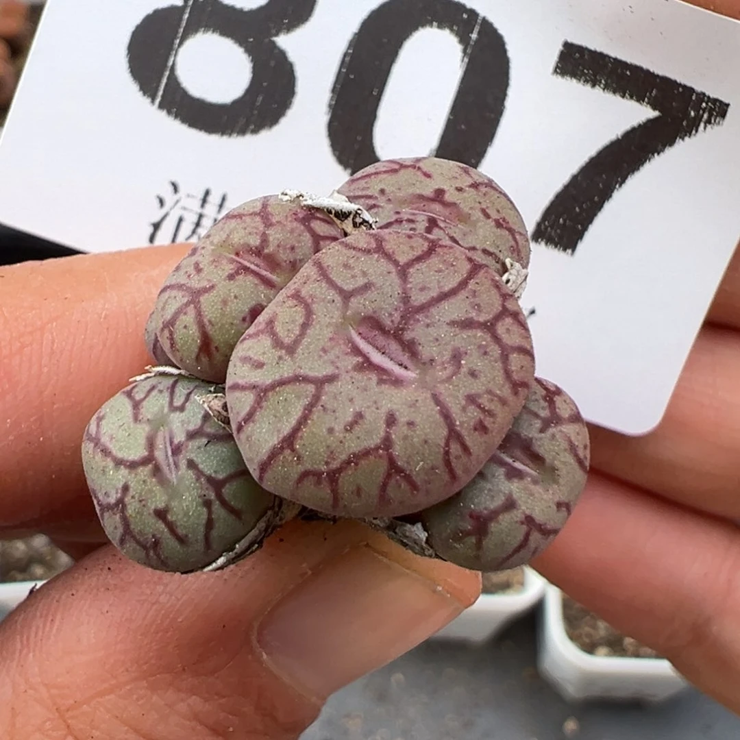 2.16好看的多肉807