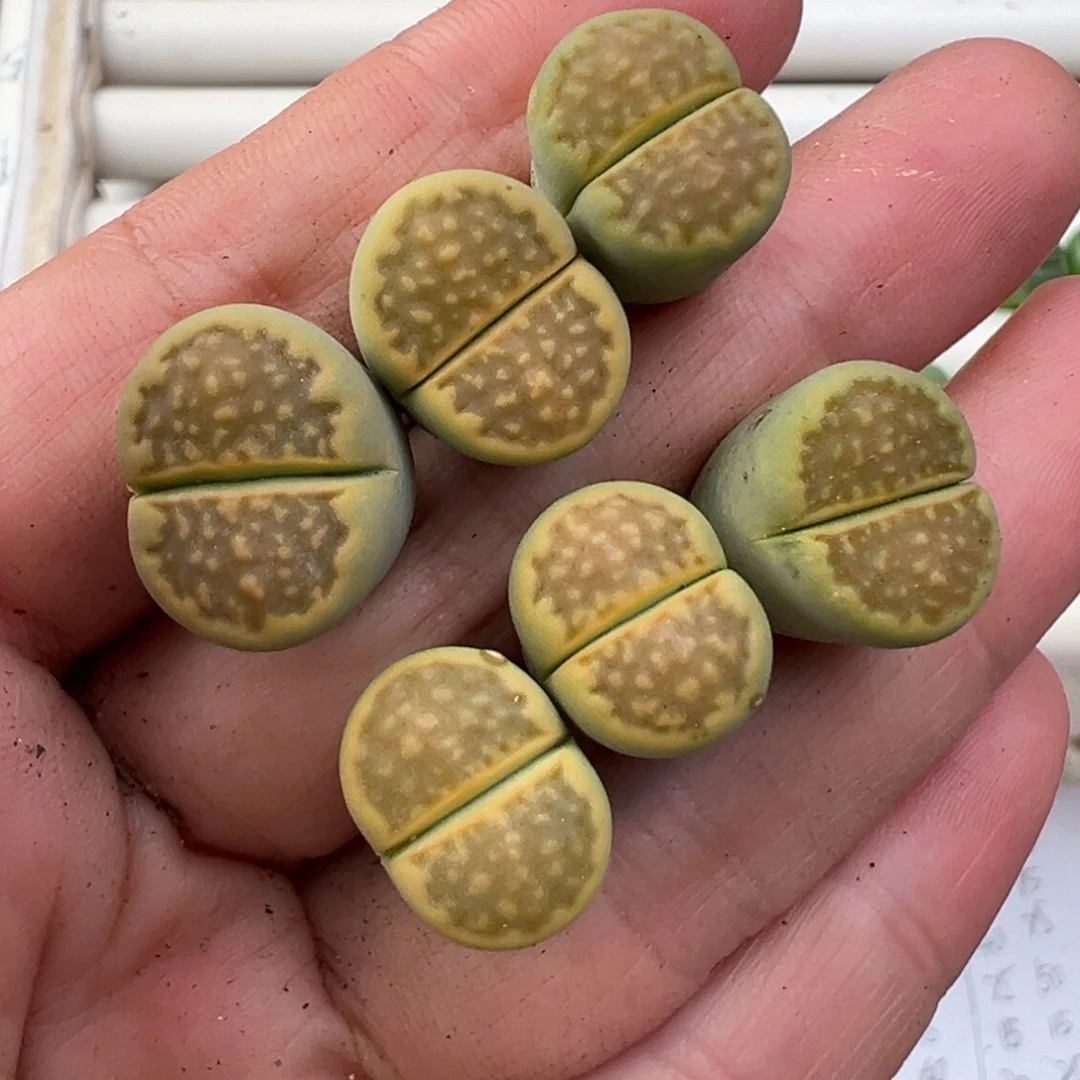 12.11好看的多肉脱土发货759