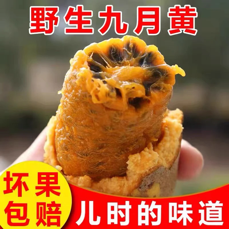 新鲜九月黄水果新鲜八月瓜网红鲜果牛卵坨麻藤包木通果一整箱甜瓜