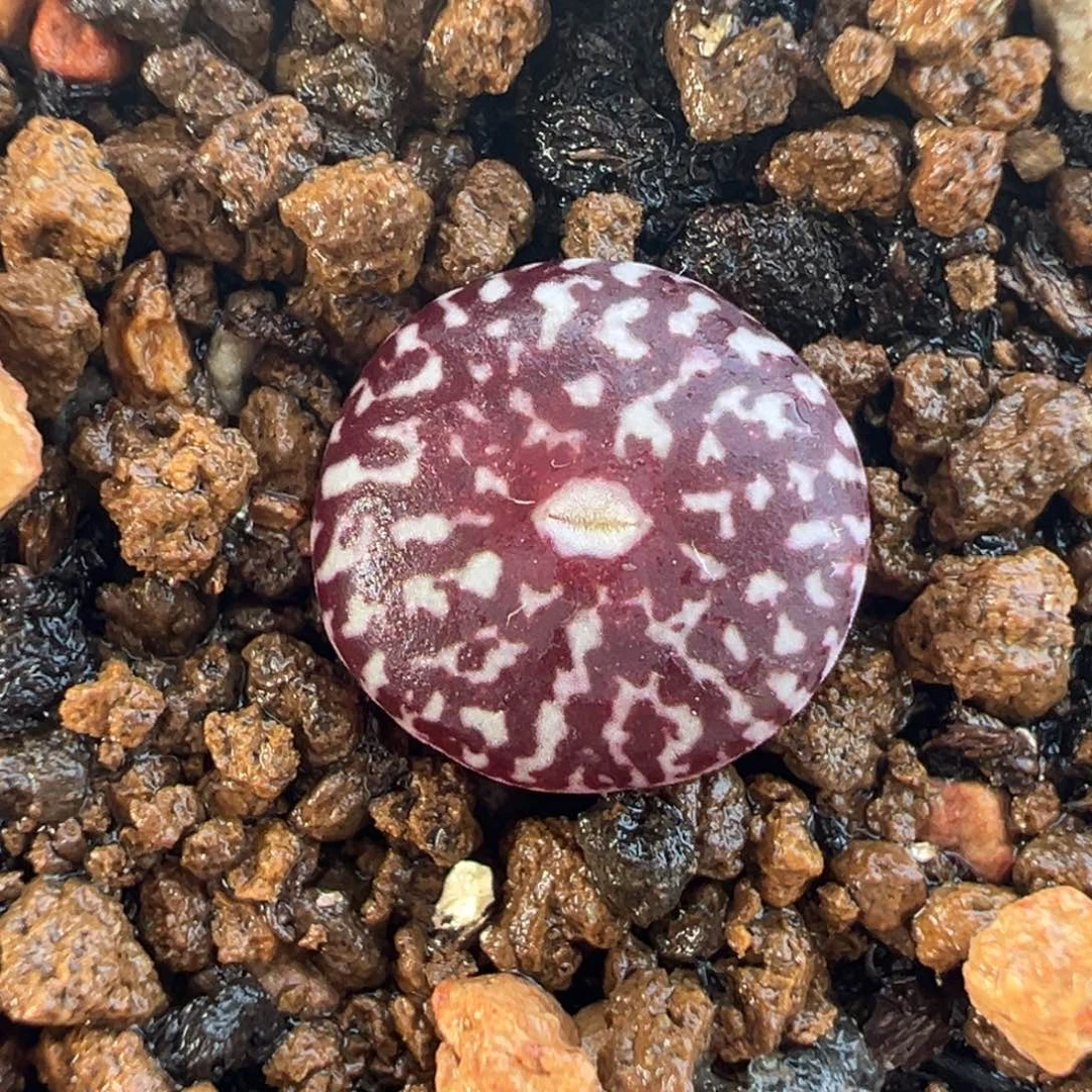 066多肉植物种类和
