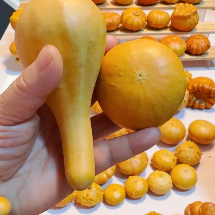 甜*?墨西哥七彩葫芦