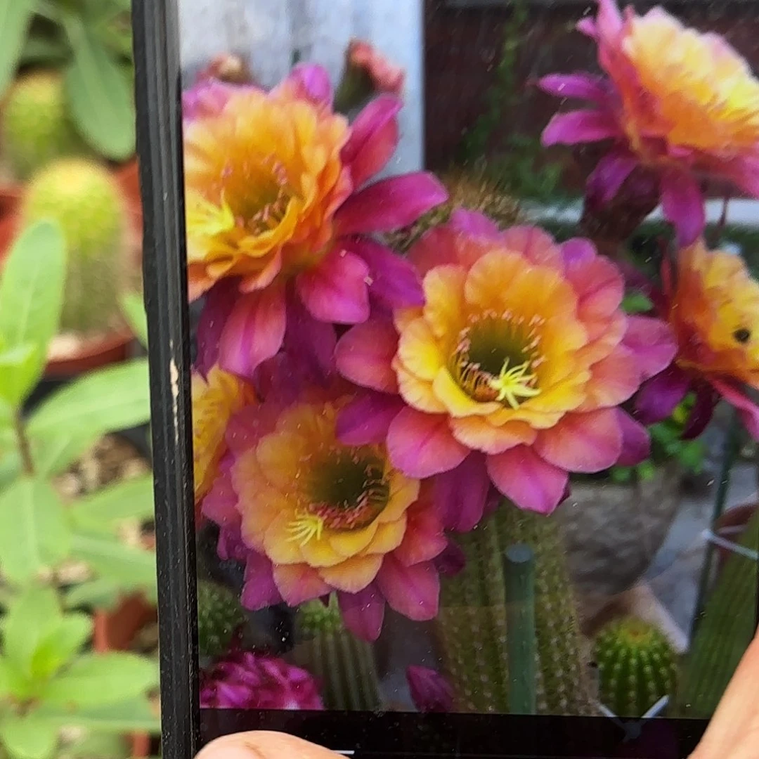 大时光带根仙人球瑕疵