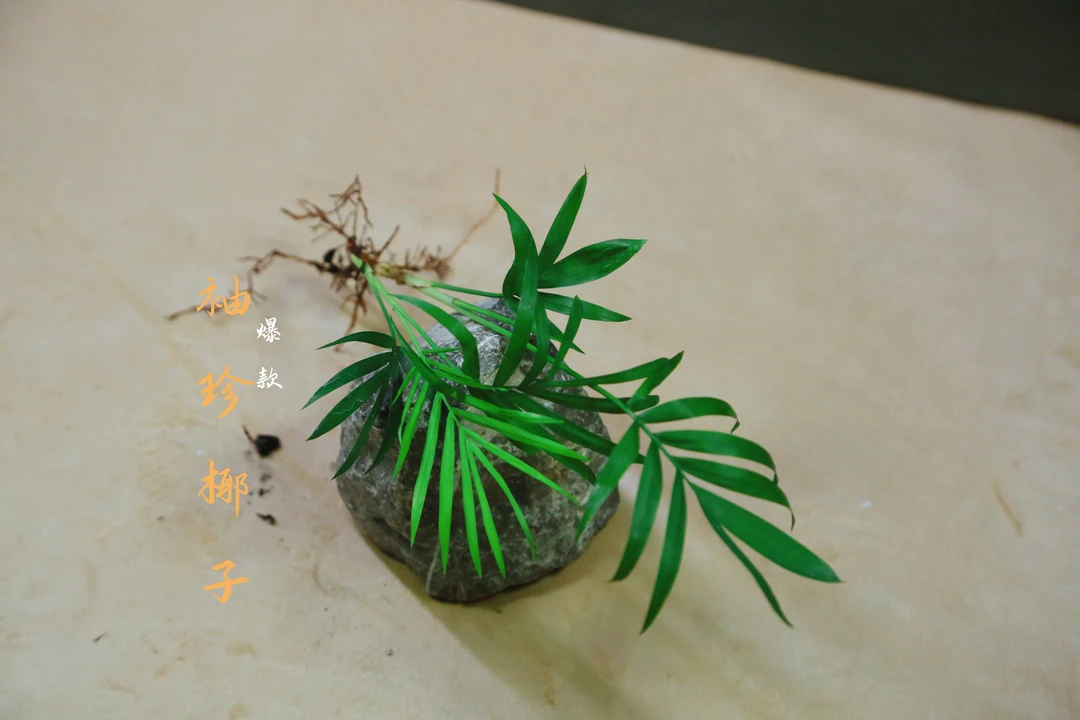 【爆款】竹柏 袖珍椰子 棕竹 罗汉松四喜临门混搭10棵