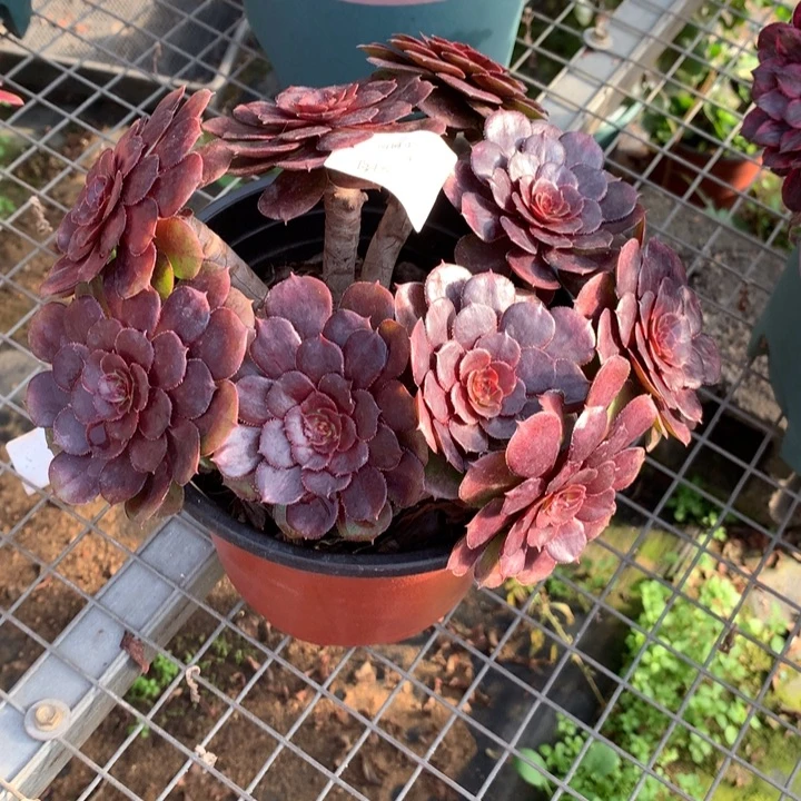 244黑萝莉多肉植物特价