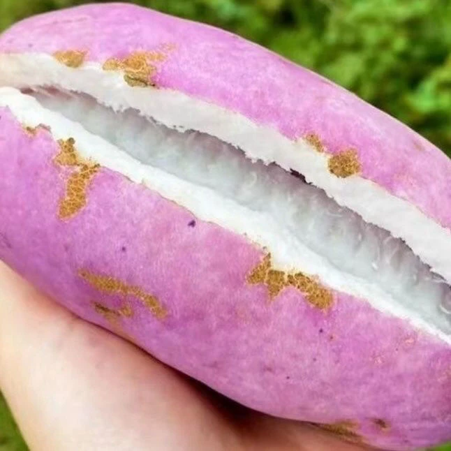 （顺丰包邮）八月瓜野香蕉八月炸木通果新鲜水果甜瓜软糯香甜八月瓜