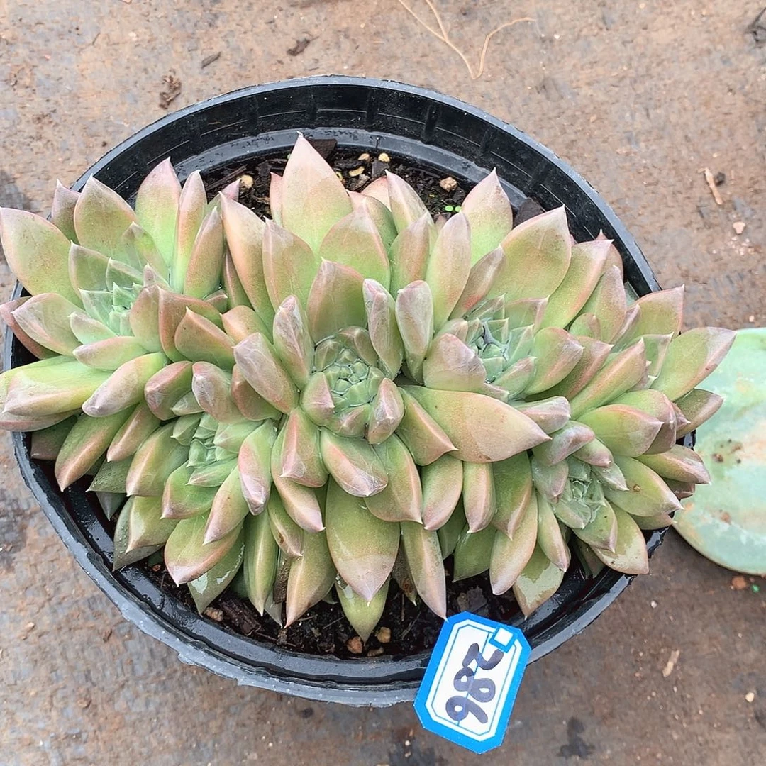 286幻影一物一拍多肉