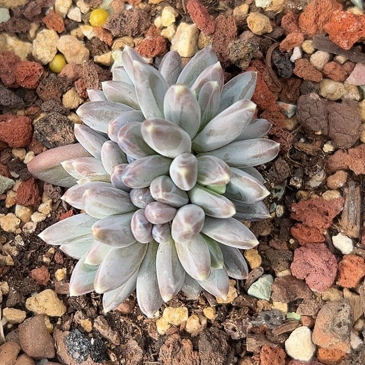 雪戴利6头美人特价多肉