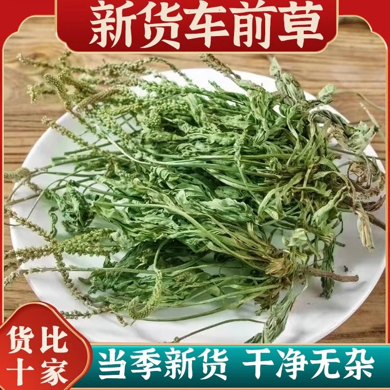 广西玉林农村坡上采摘的车前草泡水煮水煮鸡蛋可搭配夏枯草包邮