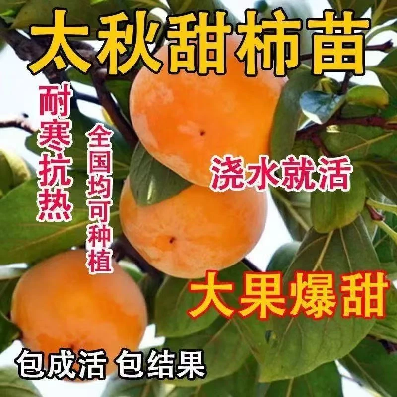 脆甜柿子树太秋阳丰火晶柿子树南北方均可种植盆栽地栽耐寒好活