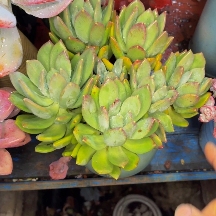 牛***嫂老桩精品肉肉芒果美人