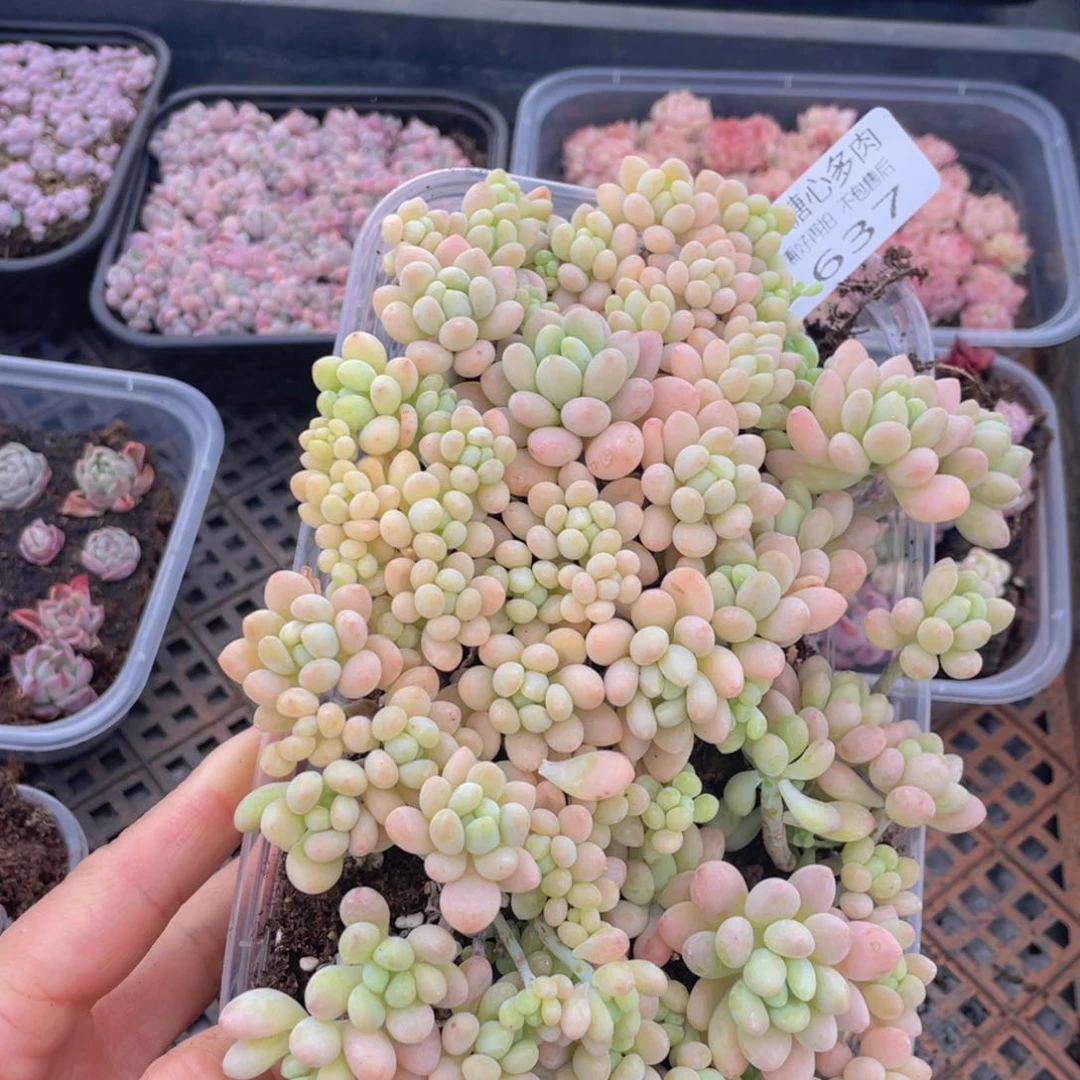 云糖心多肉植物637