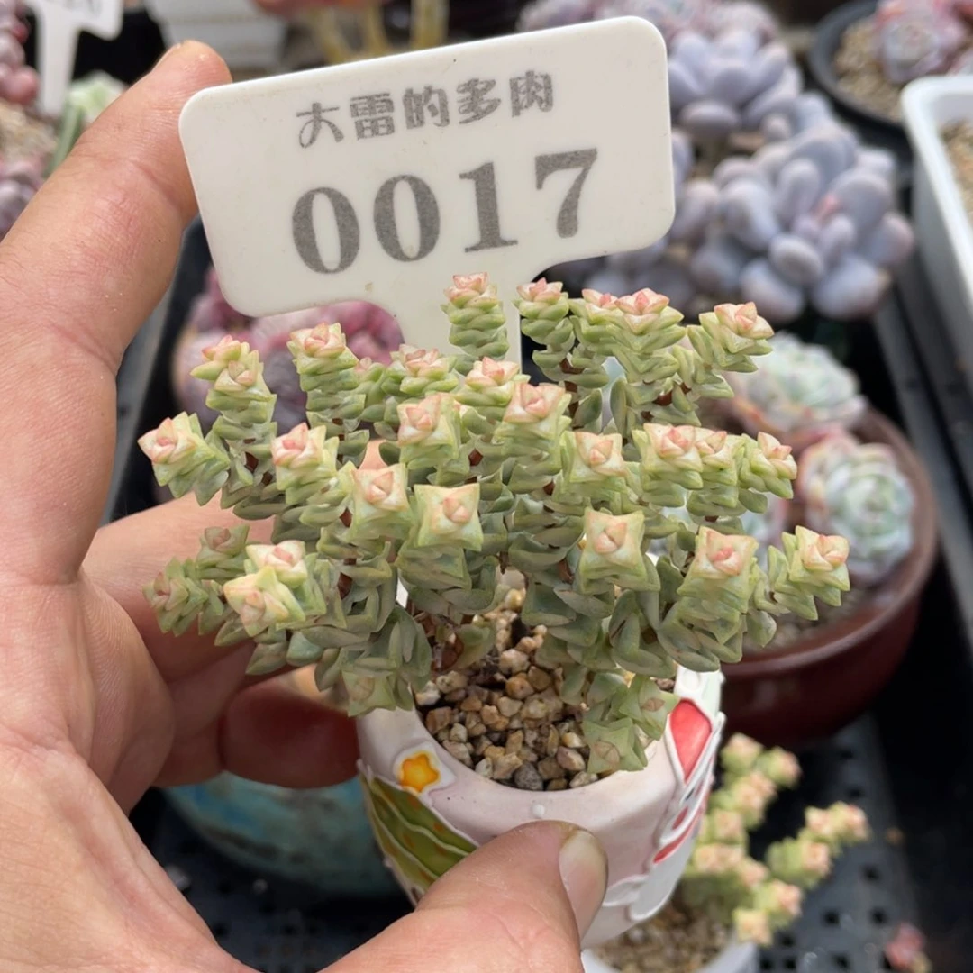 孙*x0017礼物啦啦啦啦