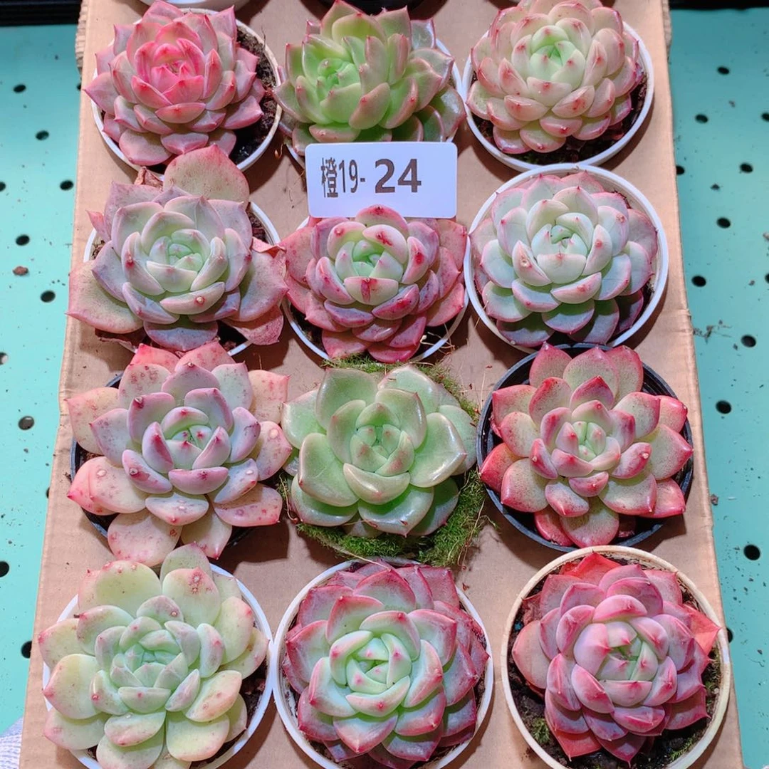 19-24一物一拍多肉带盆18颗