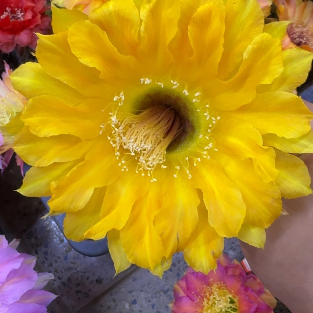 39彩草黄金庆典歪4公分左右无根侧牙，20包邮