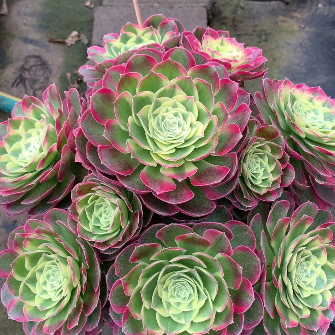 水中月，多肉植物的