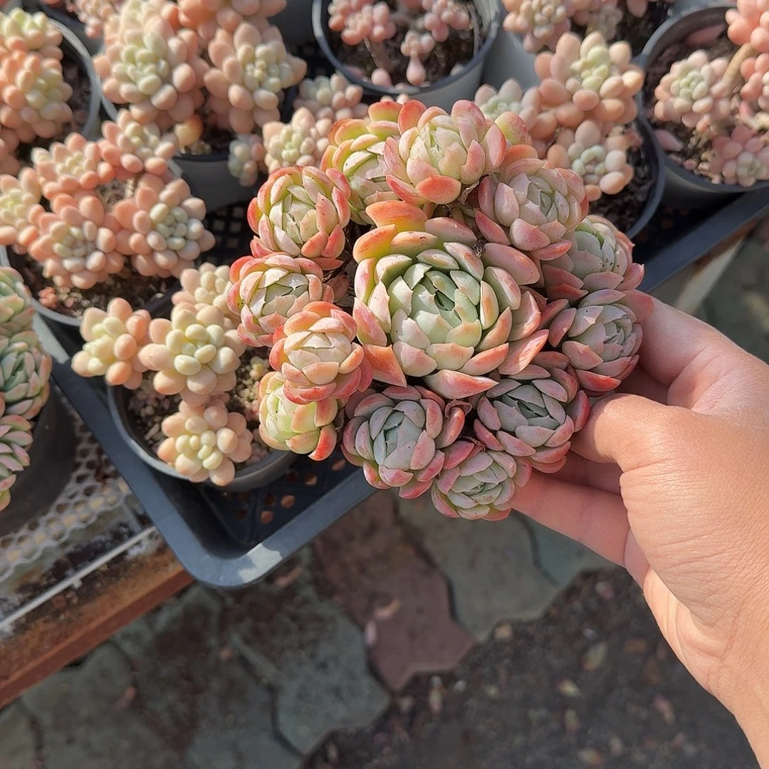 香水贝瑞多肉植物精品