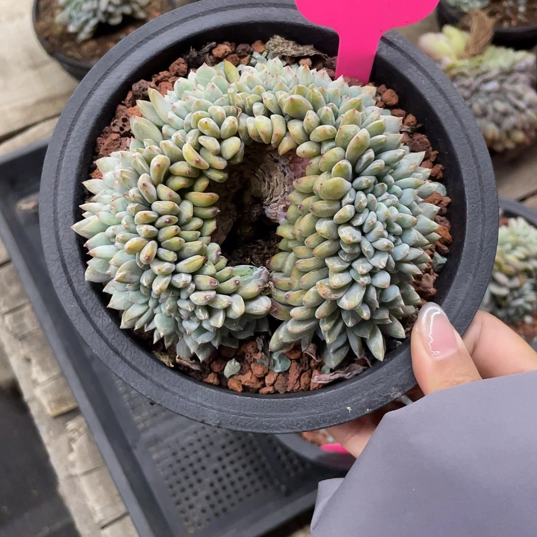 实生星影缀化，环型