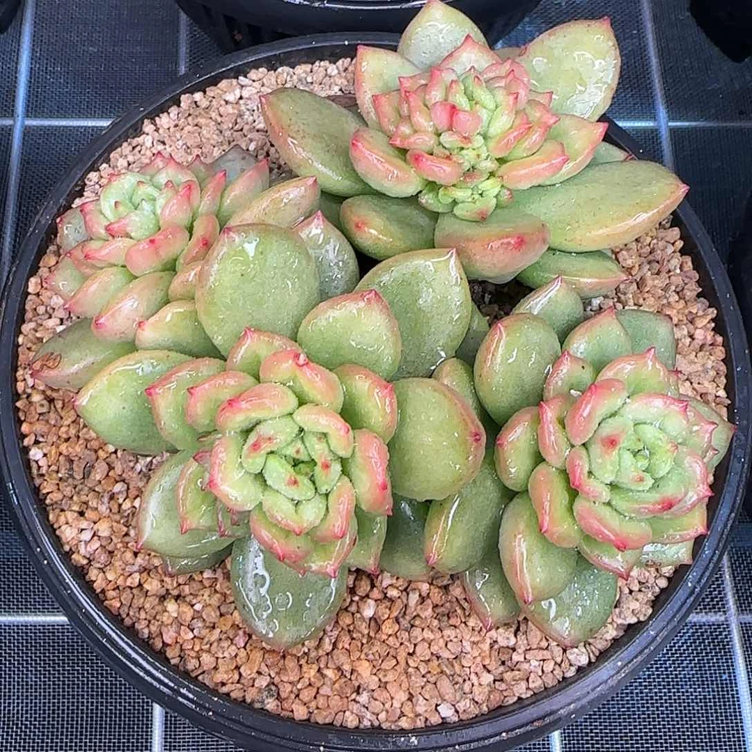 从前慢花园精选苹果花