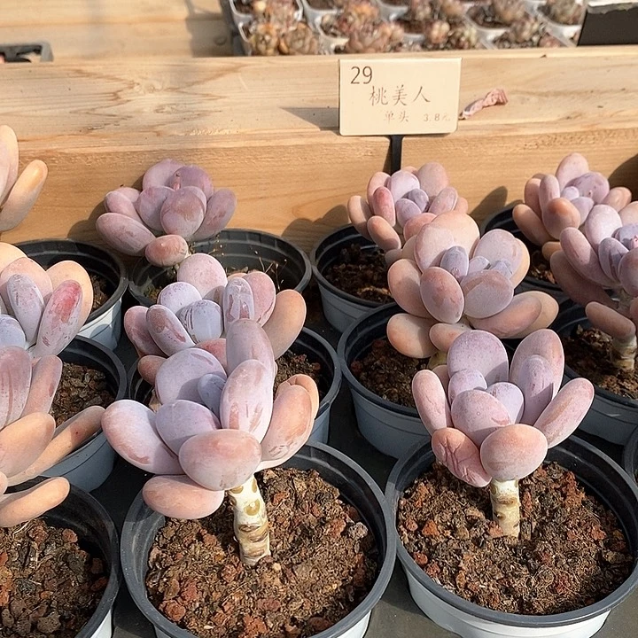29桃美人 单头 福利多多