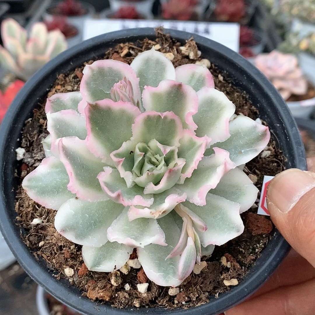 1507紫蝴蝶锦多肉