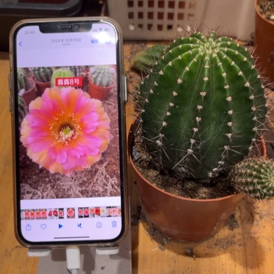 露露彩草8号7公分左右