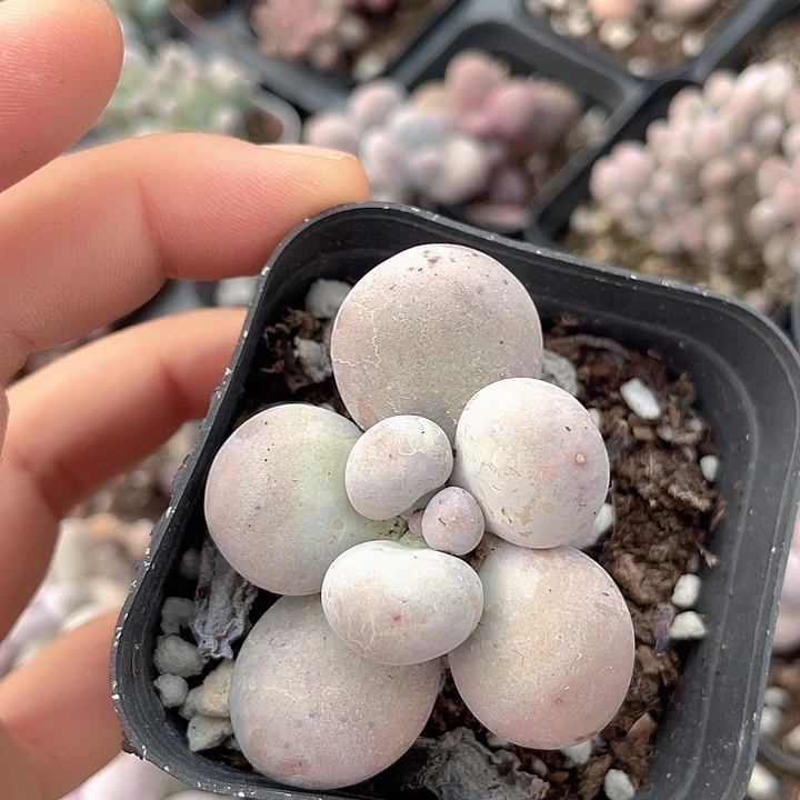 蛋黄奶随机发满18包邮