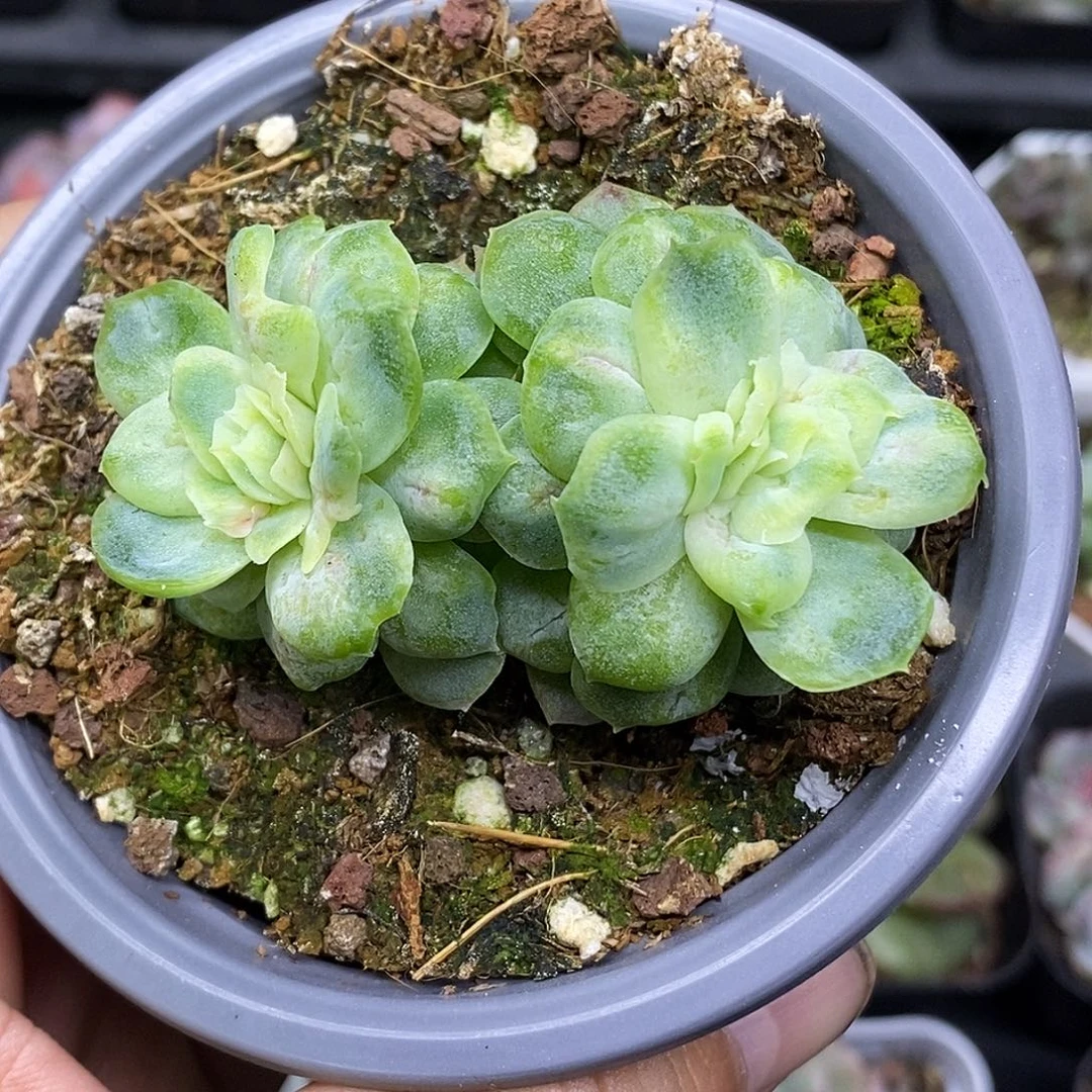 泡泡纱裙包正版30包邮非偏远