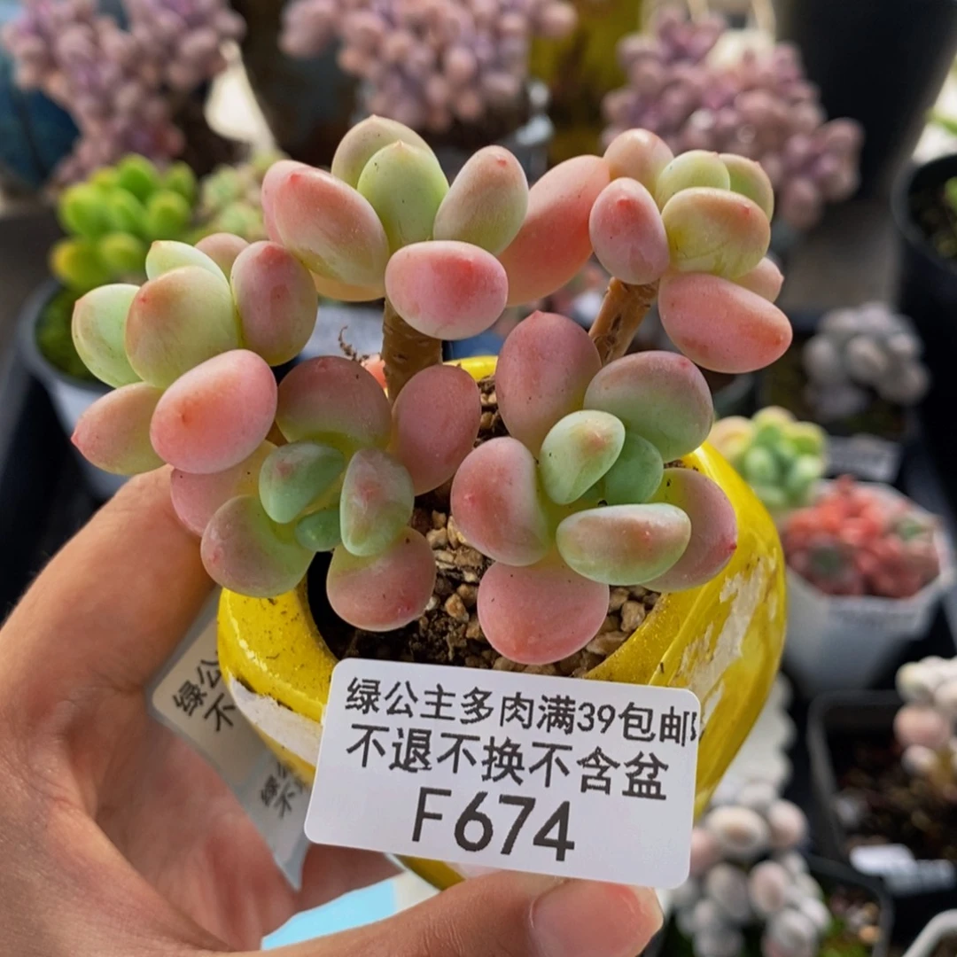 674橘子香水多肉7cm