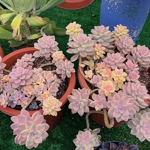 山*画美杏锦群俩10030