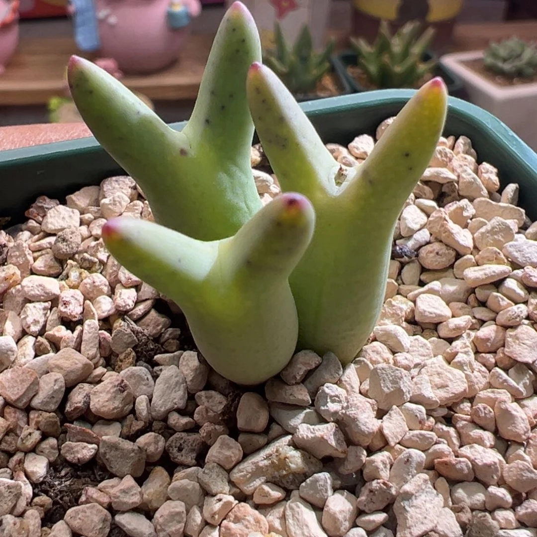 846优选0136皮卡丘三头