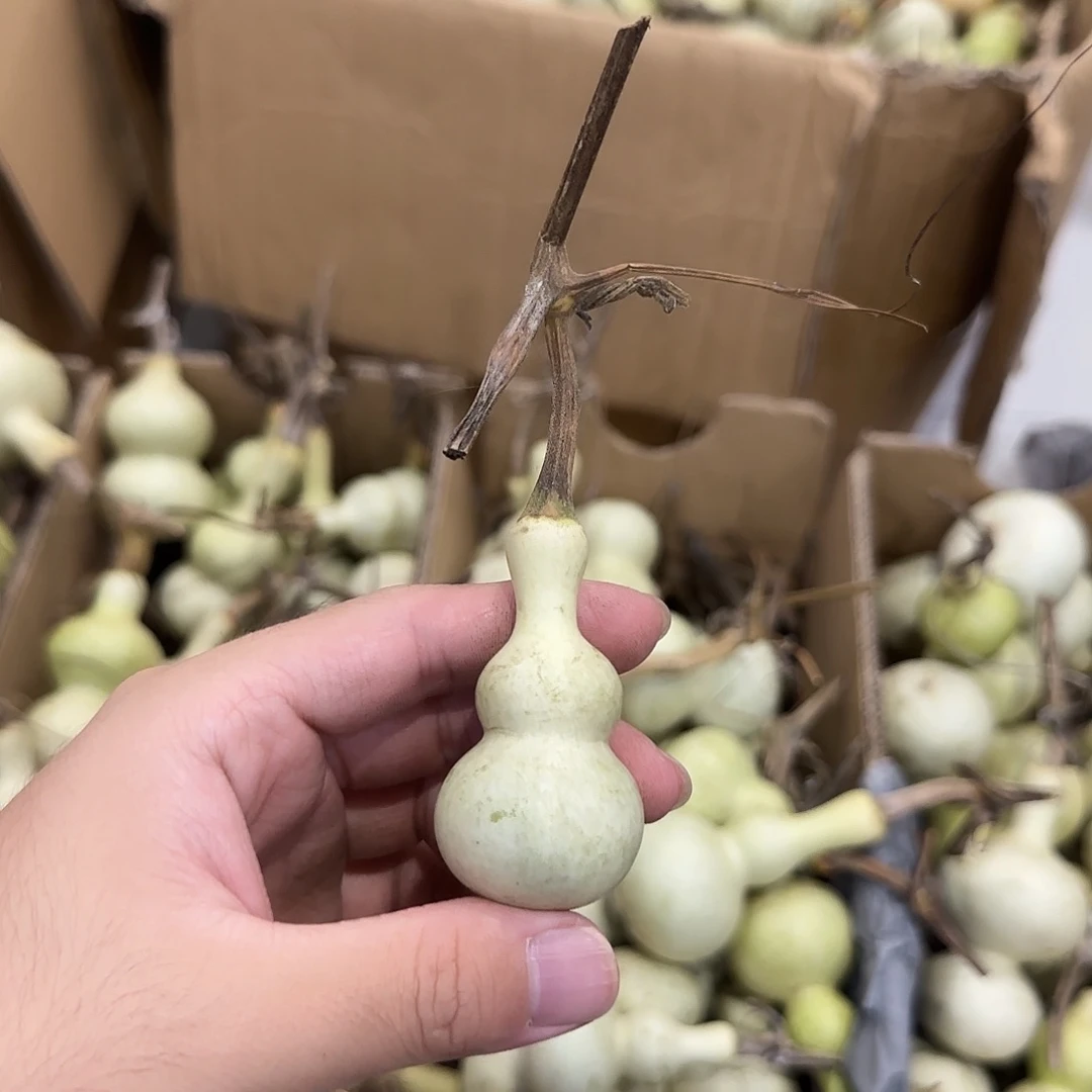 用***6葫芦djdjdndndndnd