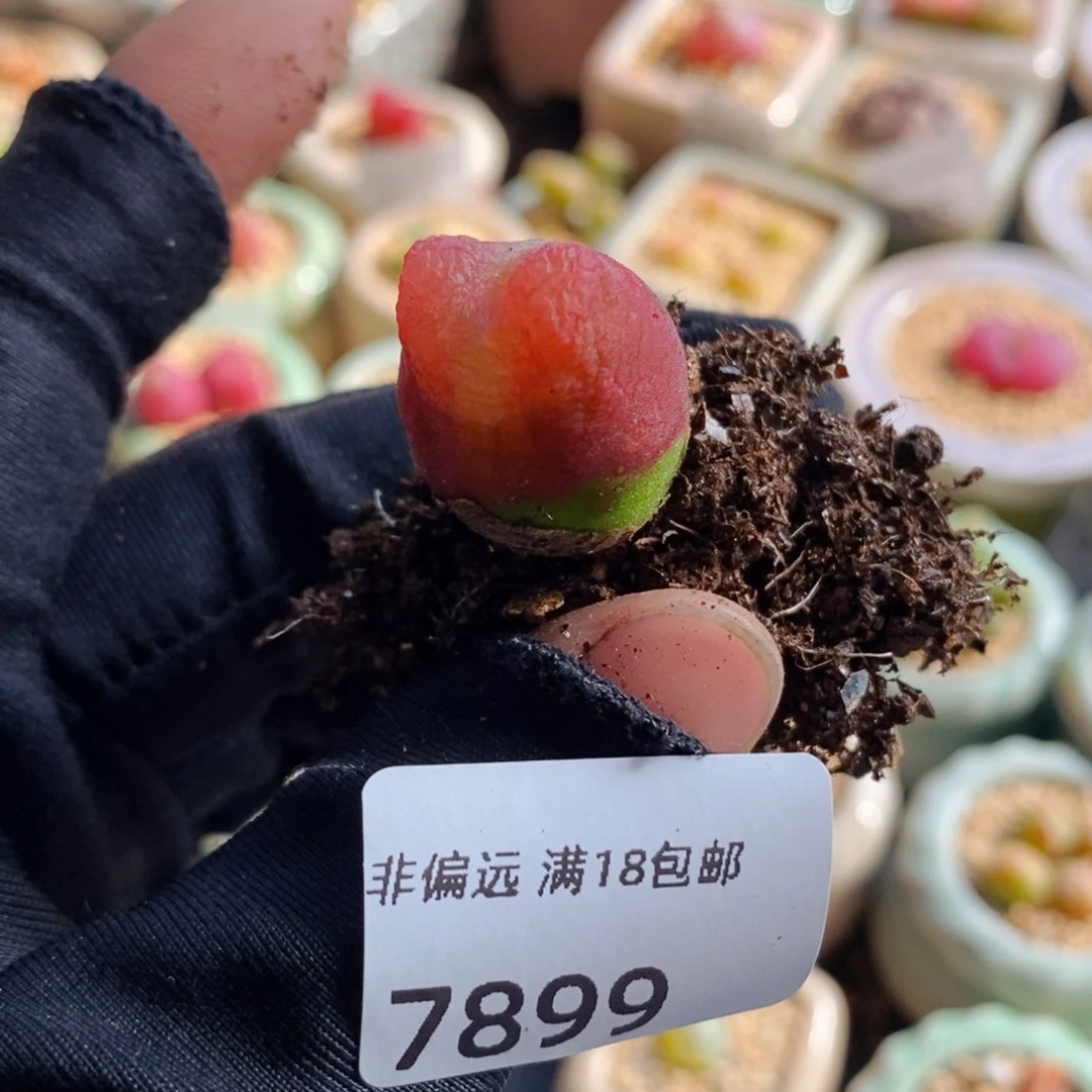 音*芙7899--一物一拍