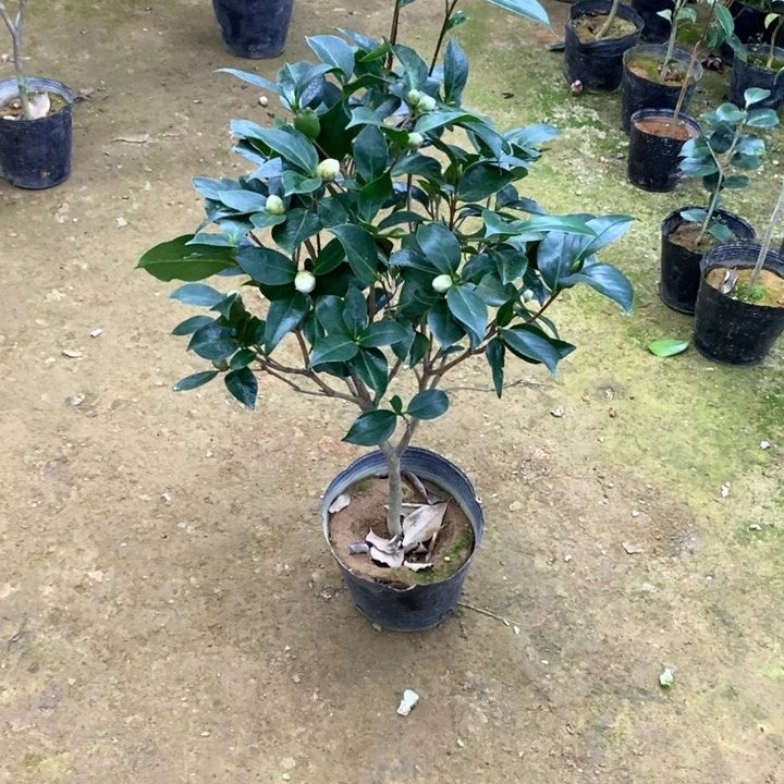 白喷。   一物一拍