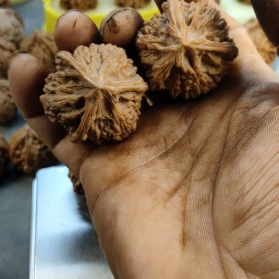 木质类玉龙粗筋三棱核桃